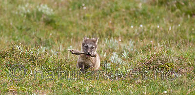 BB 11 0135 / Vulpes lagopus / Fjellrev